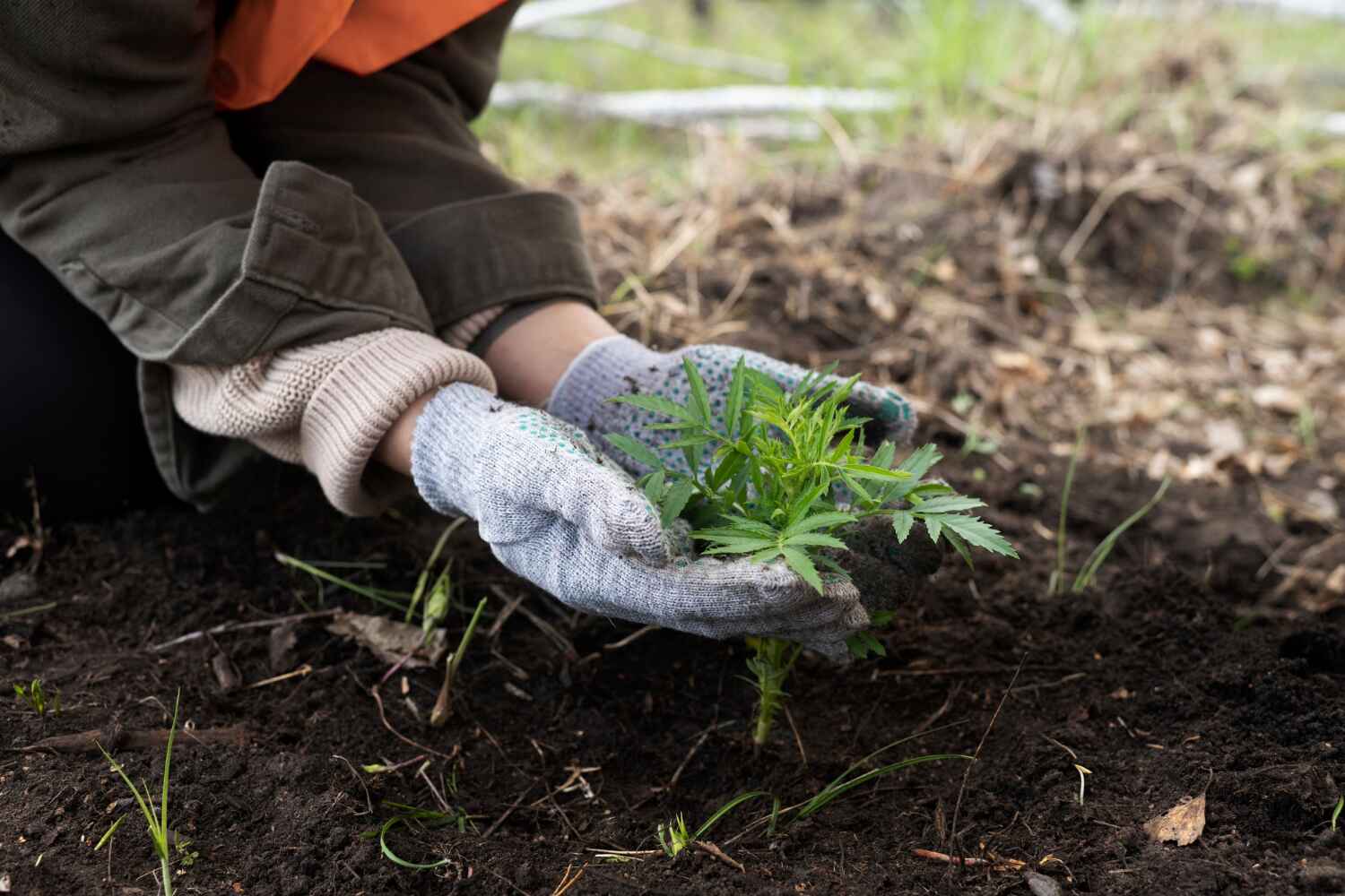 Best Palm Tree Trimming  in Crested Butte, CO